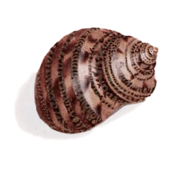 StammGeschichte Schnecke